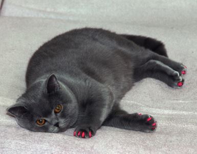 cat obesity, feline friend, cat scratching post