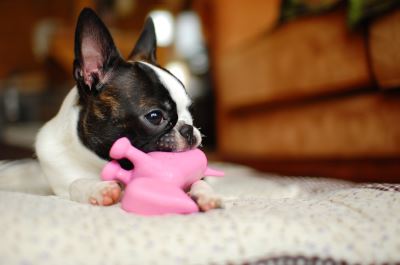 pet toys, pet safety, safe pet toys