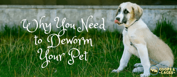 deworm your pet, pet grooming, pet protection, pet care