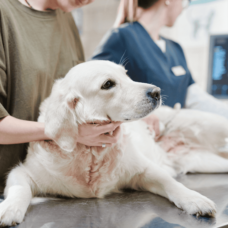 In severe cases, surgery involves decompressing, untwisting, and repositioning the stomach