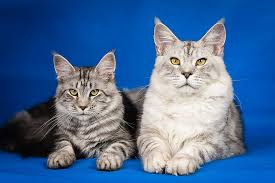 pet cat, pet care, cats, feline, feline friends, benefits of having a pet cat
