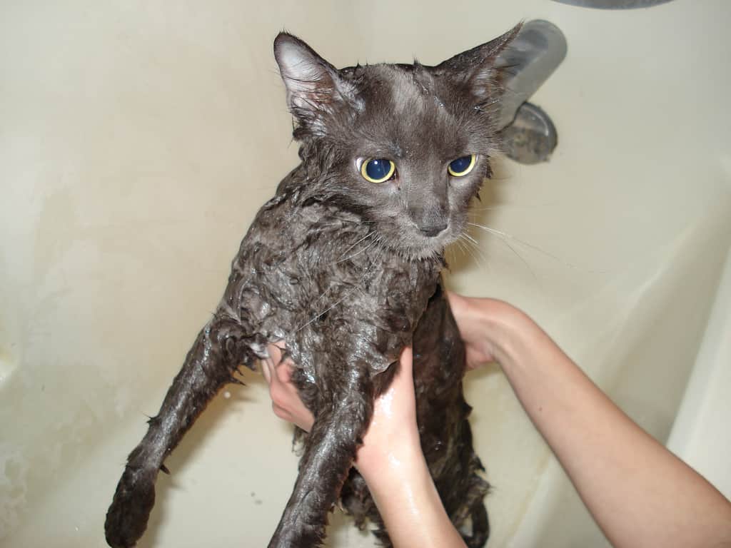 bathe your pet cat, pet cat, cats, pet care