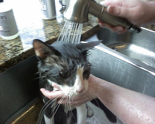 bathe your pet cat, pet cat, cats, pet care