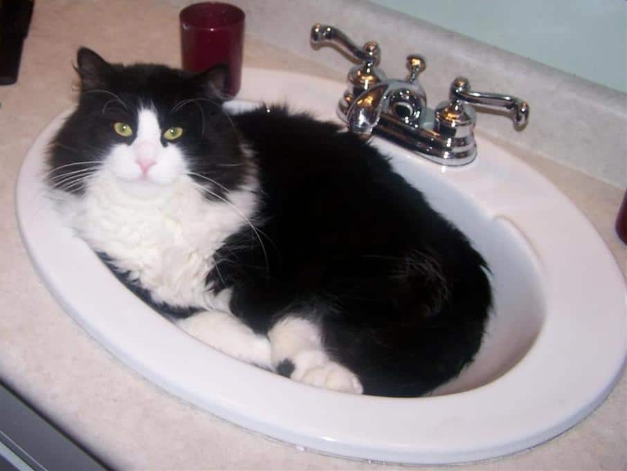 bathe your pet cat, pet cat, cats, pet care