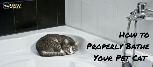 bathe your pet cat, pet cat, cats, pet care