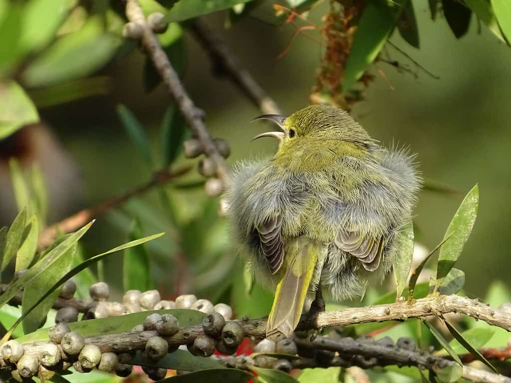 molting, pet bird, bird care