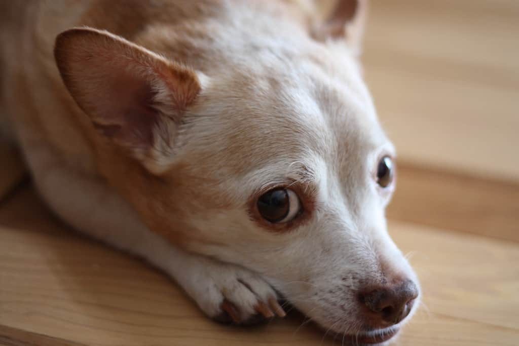 Bloated chihuahua sales