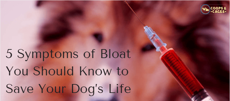 symptoms of bloat, save your dog's life, dog care, dogs, pets
