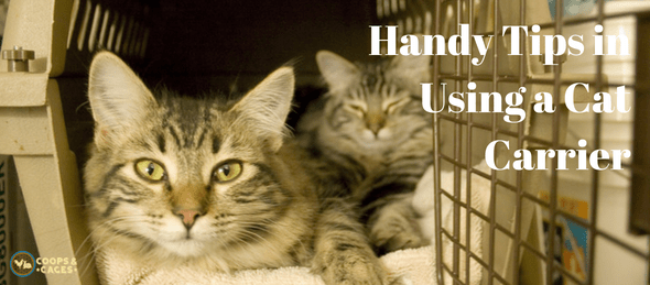 Handy Tips in Using a Cat Carrier