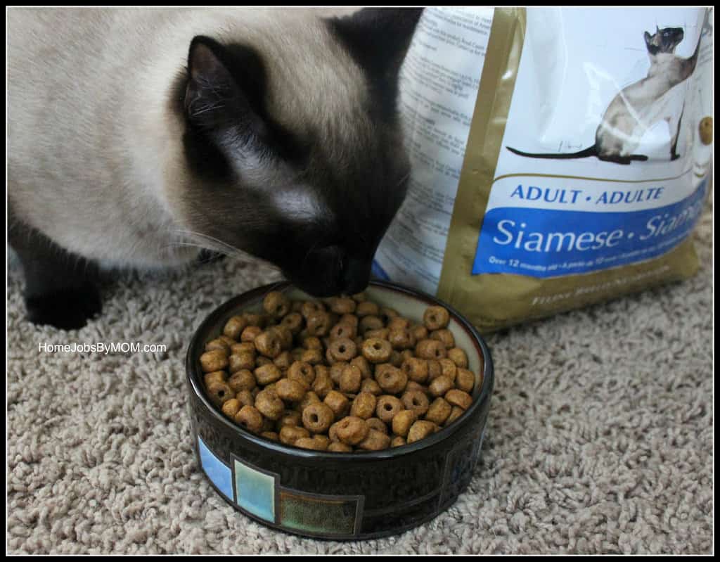 cat food, cat care, cat food guide