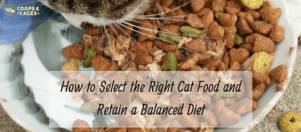 cat food, cat care, cat food guide