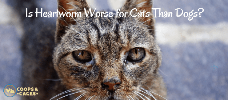 heartworm, pet care, cat care