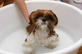 pet dogs, dog care, washing pet dogs, dog grooming