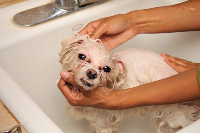 pet dogs, dog care, washing pet dogs, dog grooming