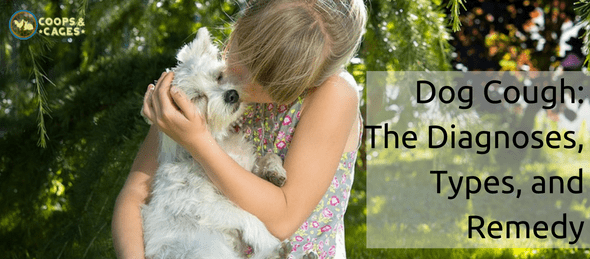 dog cough, dog care, dog health