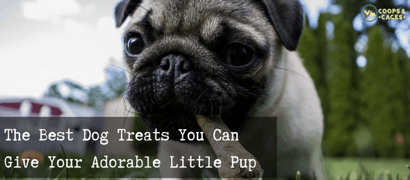 can you give a puppy treats