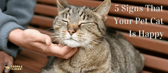 pet cat, cats, cat care, cat care 101