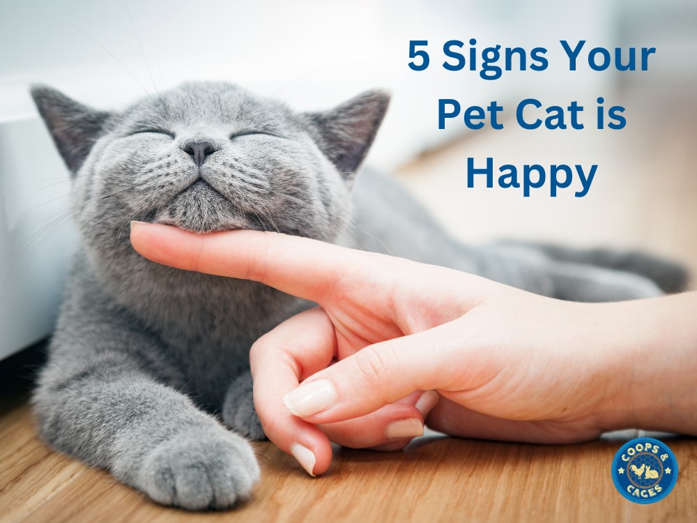 5 Signs Your Pet Cat is Happy