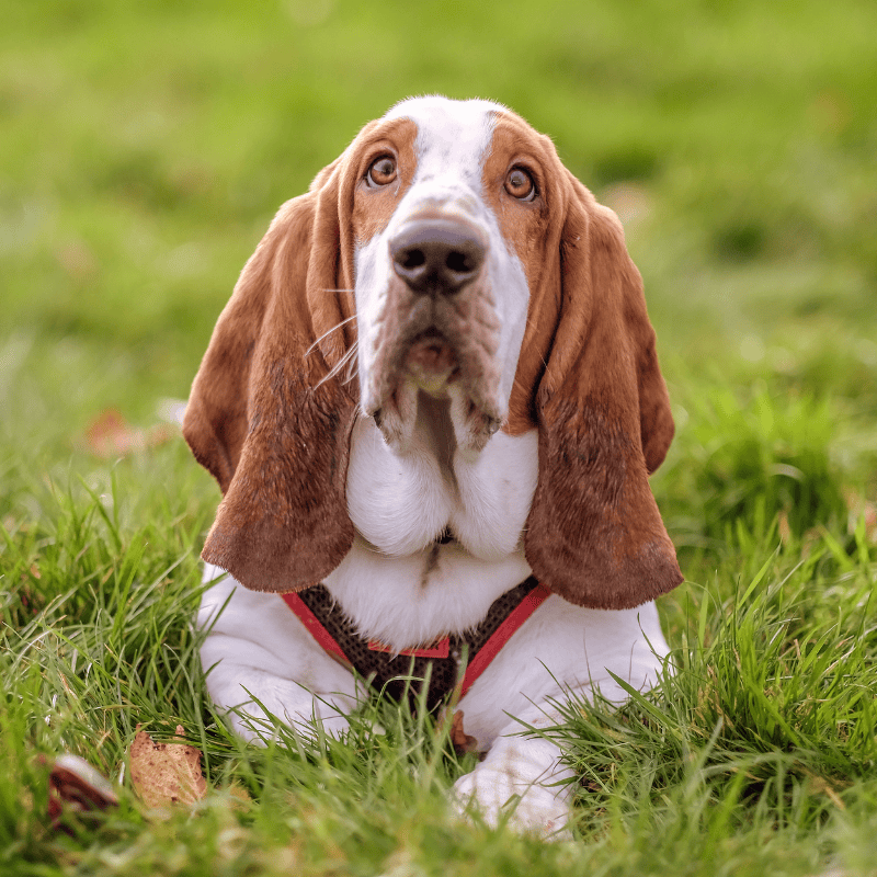Basset Hound