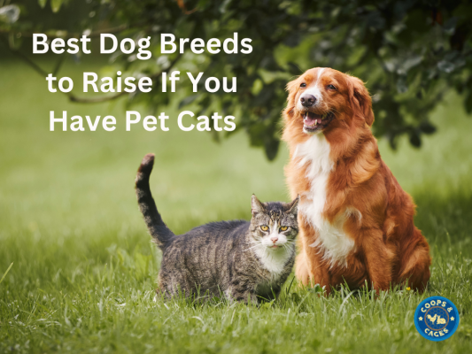 Best Dog Breeds to Raise If You Have Pet Cats