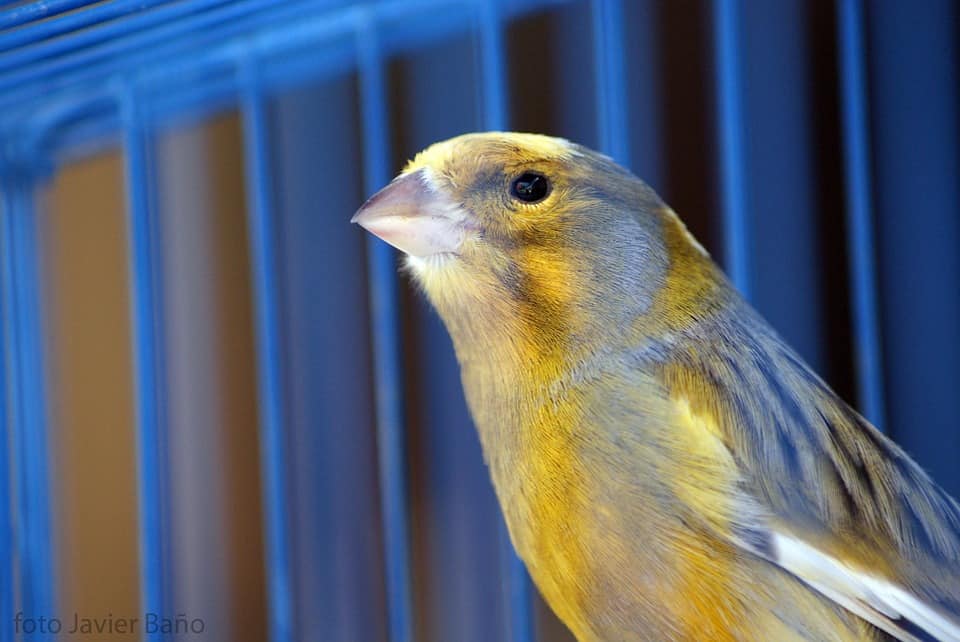 birds, bird cage, choose a bird cage