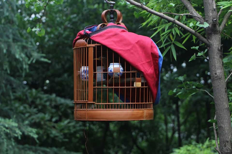 birds, bird cage, choose a bird cage