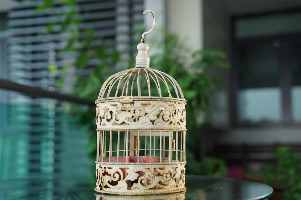 birds, bird cage, choose a bird cage