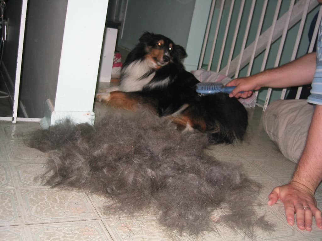 dogs, pet dogs, dog grooming, dog cleaning