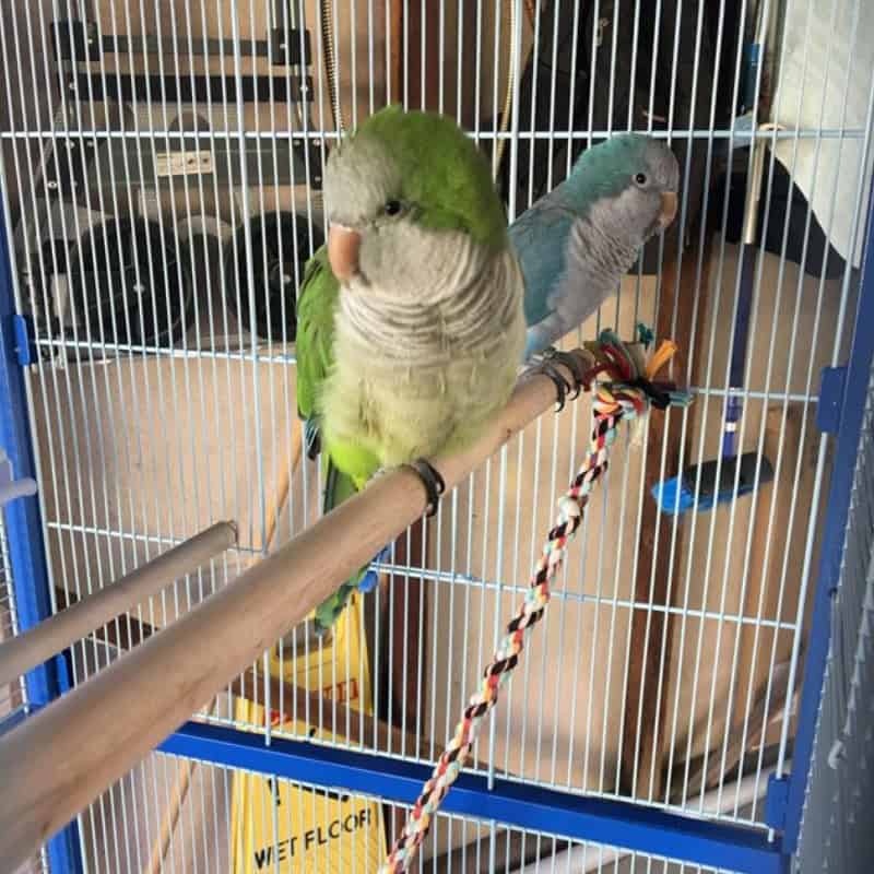 Two quaker parrots sitting on a perch inside a blue and white bird cage