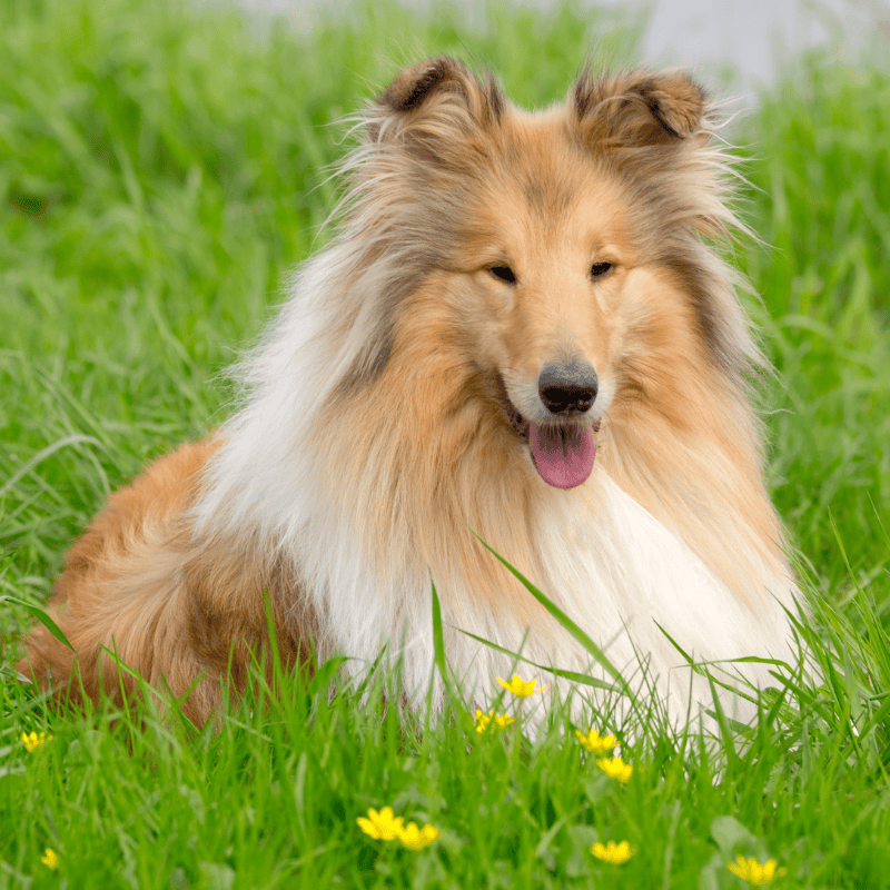 Rough Collie
