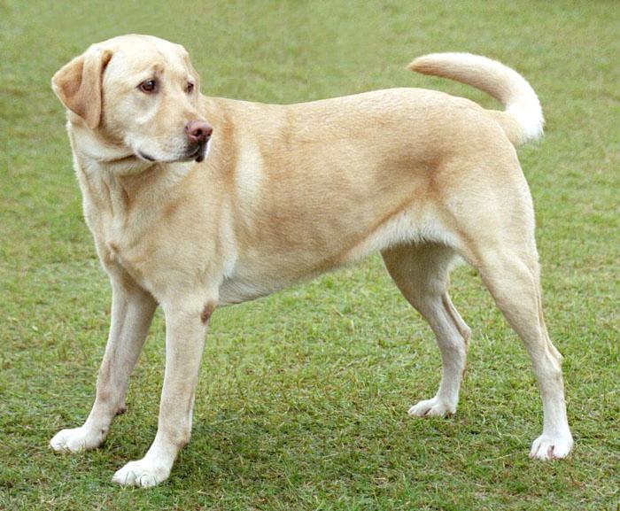 dog breeds, pet cats, multiple pets at home