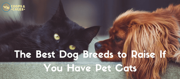 The Best Dog Breeds to Raise If You Have Pet Cats