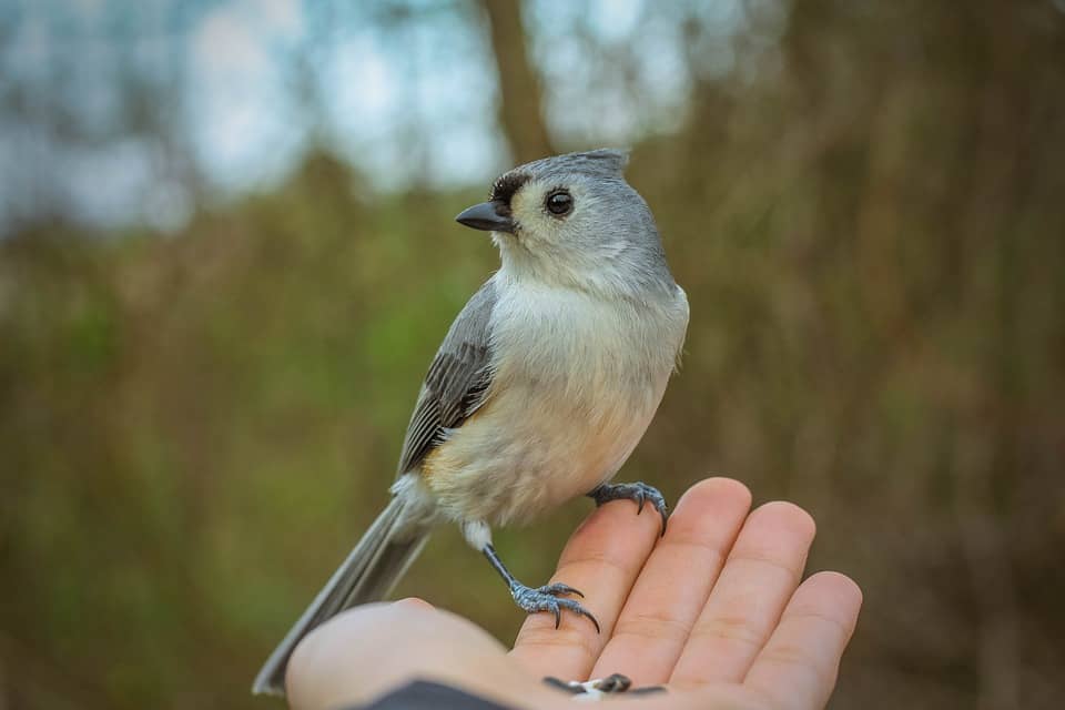 hand feeding tips, tips for pet owners