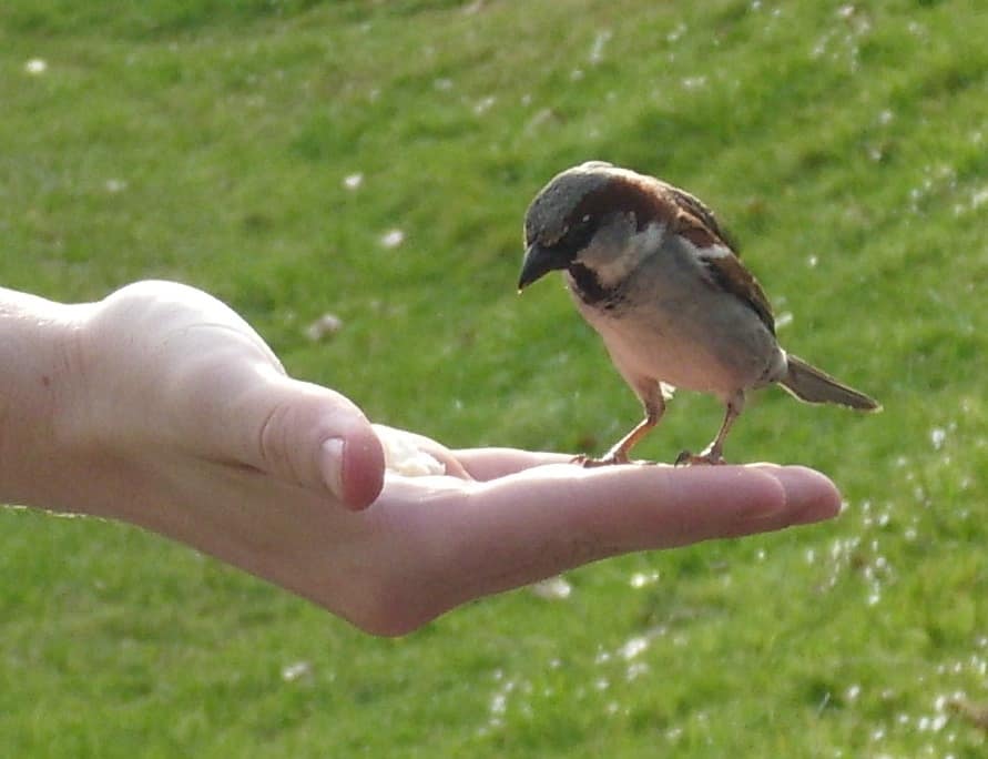 hand feeding tips, tips for pet owners