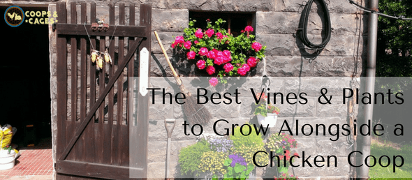 chicken coop, plants, vines, ideas for chicken coop