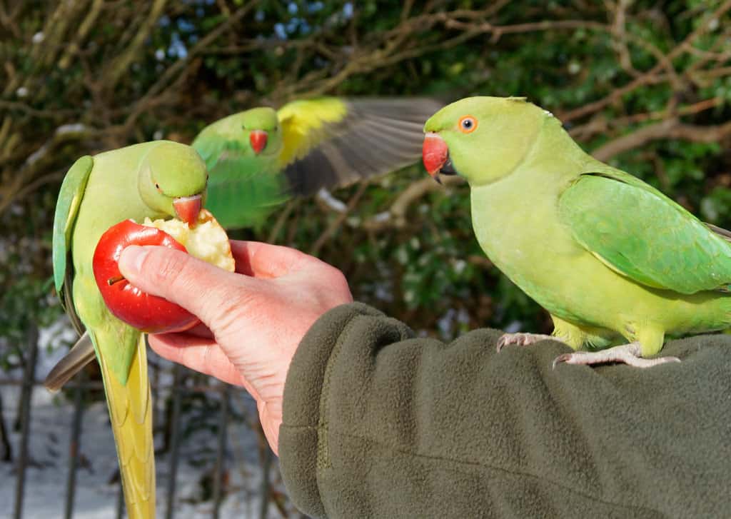 pet bird, bird breeds, bird care