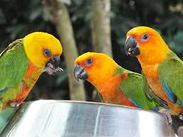 pet bird, bird breeds, bird care