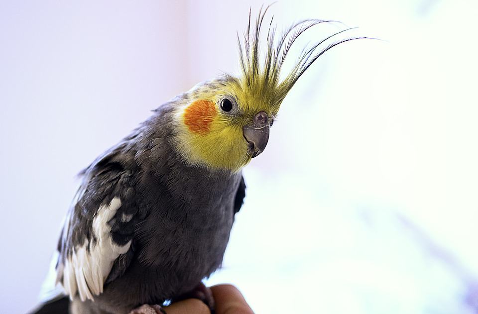 pet bird, bird breeds, bird care