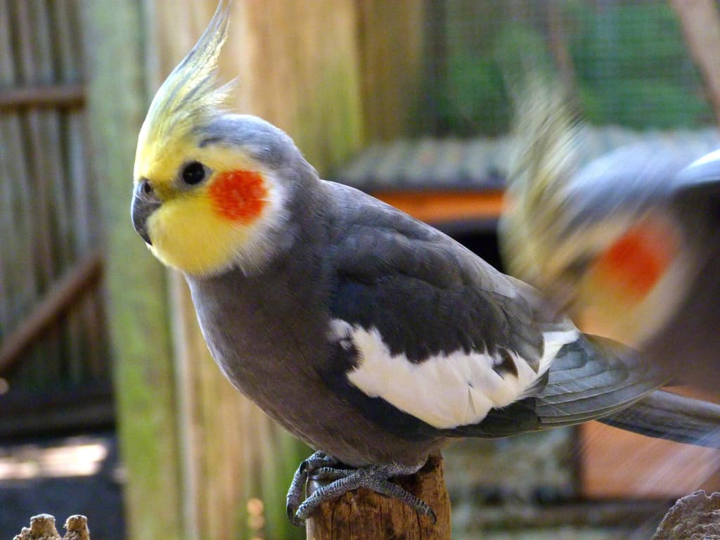 pet bird, bird breeds, bird care