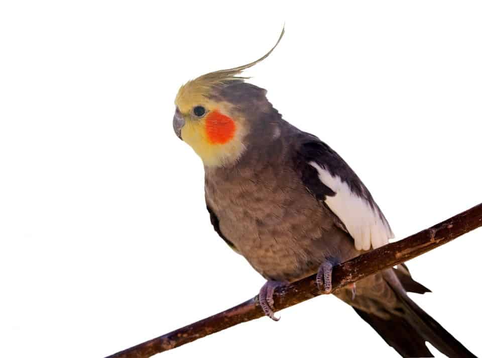 pet bird, bird breeds, bird care