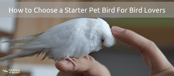 pet bird, bird breeds, bird care