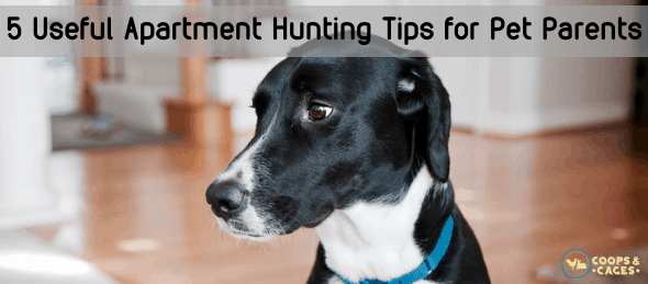 apartment hunting for pet parents, pet care, dog care