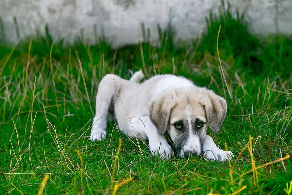 EasytoFind Dog Foods for Dogs with Upset Stomach Coops