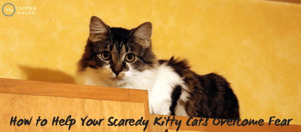 cat care, cats overcome fear, cats halloween, cat love