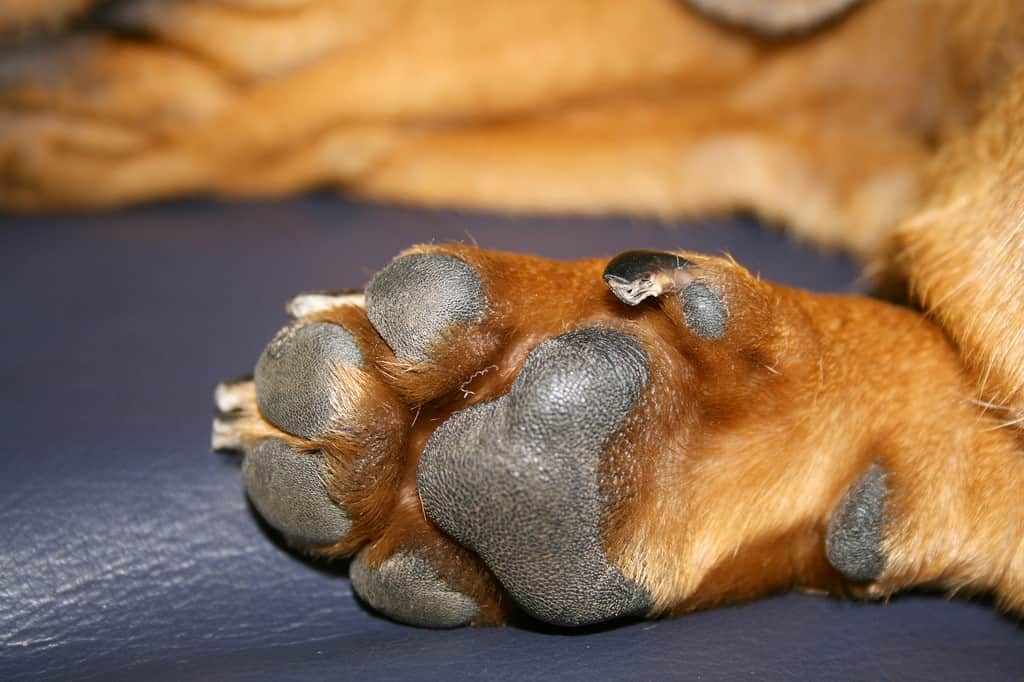 dogs, dog care, dog licking paws