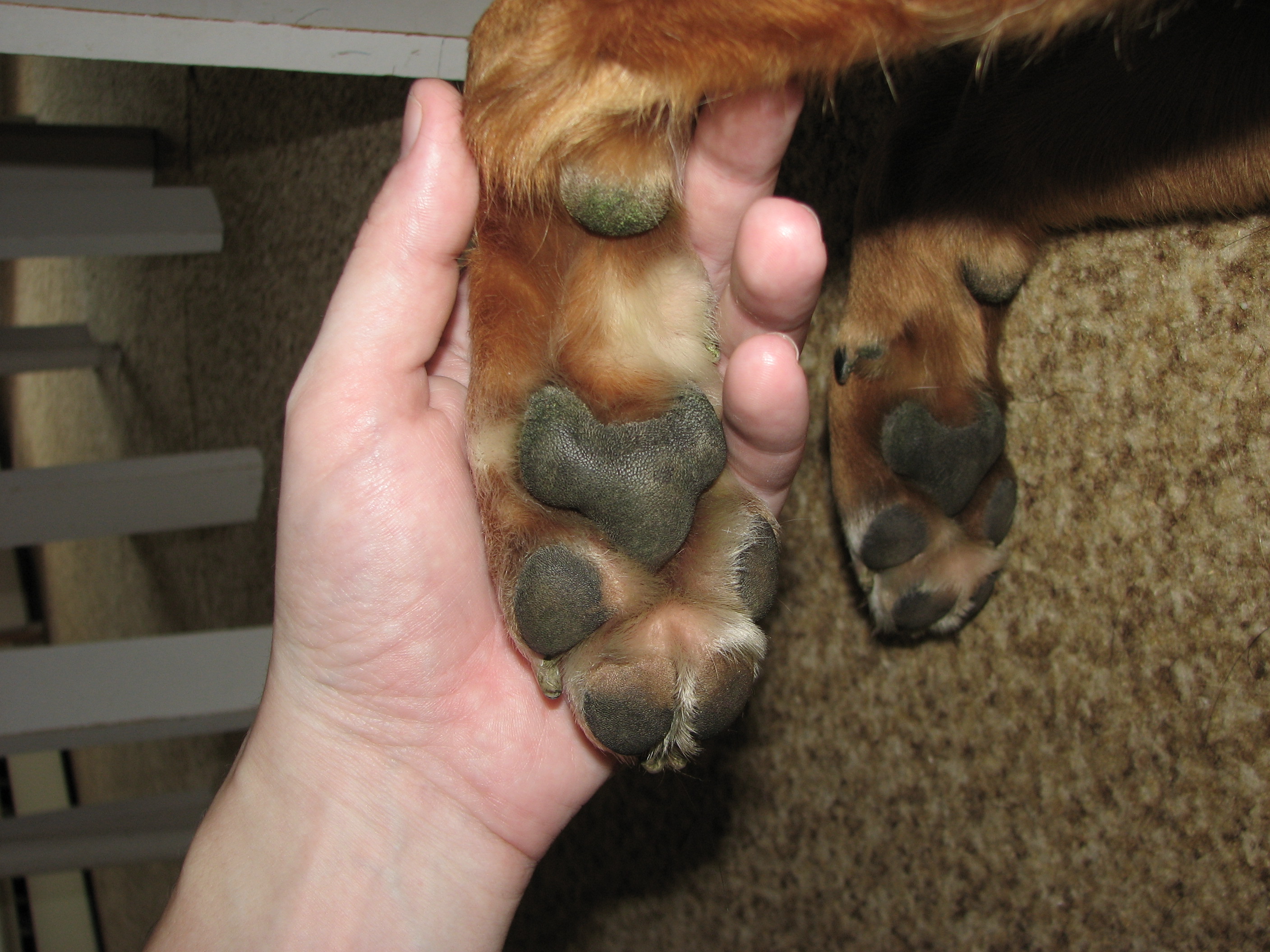 dogs, dog care, dog licking paws