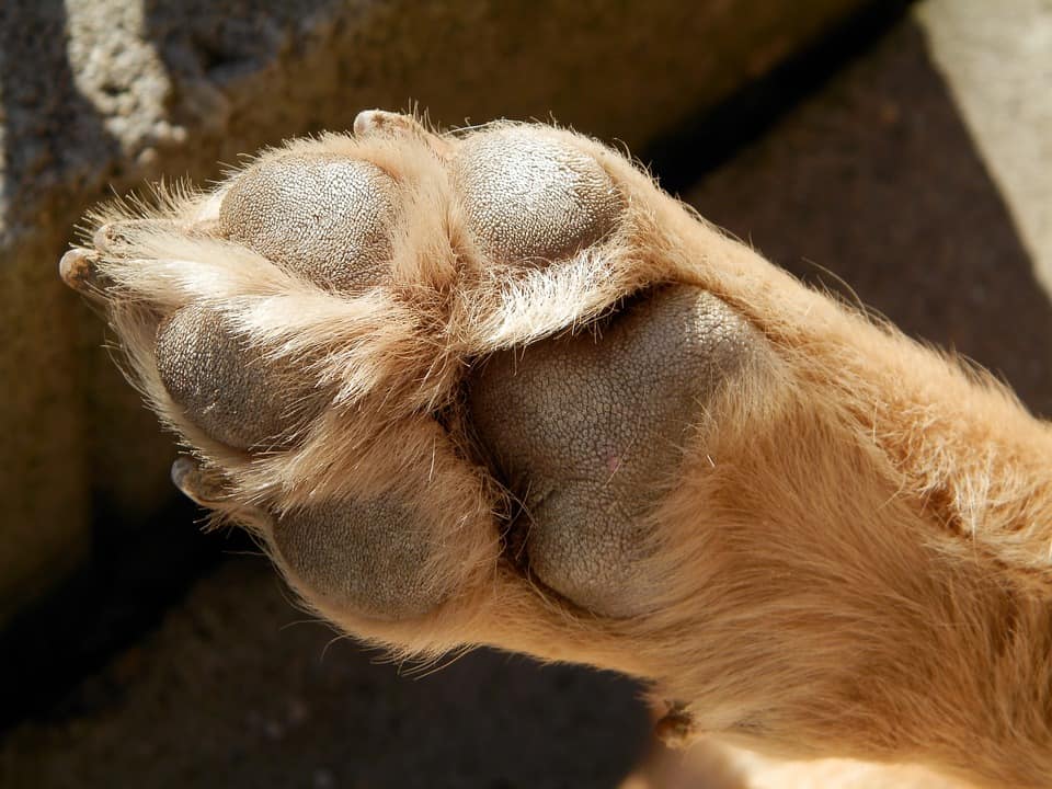 dogs, dog care, dog licking paws