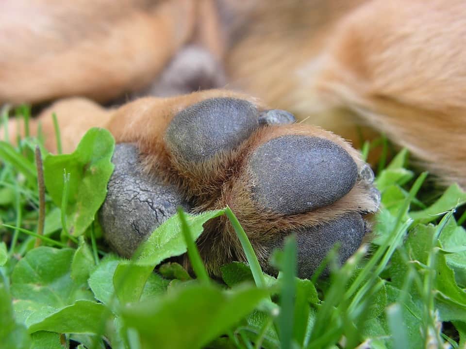 dogs, dog care, dog licking paws