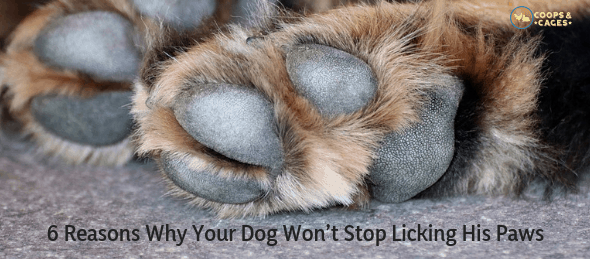 Dog wont stop biting hot sale paws