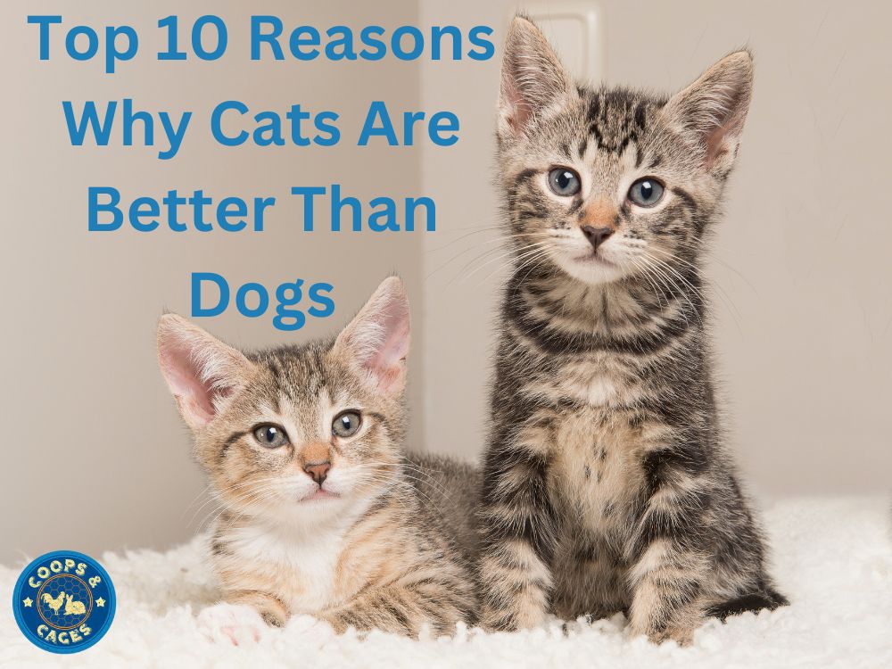Top 10 Reasons Cats Are Better Than Dogs